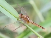 J01_1826 Crocothemis servilia female